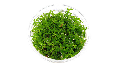 Limnophila sp. Vietnam mini S cup (5cm) in-vitro plant